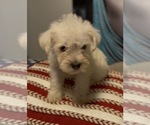 Small #2 Schnauzer (Miniature)