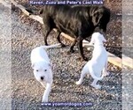 Small Photo #54 Dogo Argentino Puppy For Sale in PINEVILLE, MO, USA