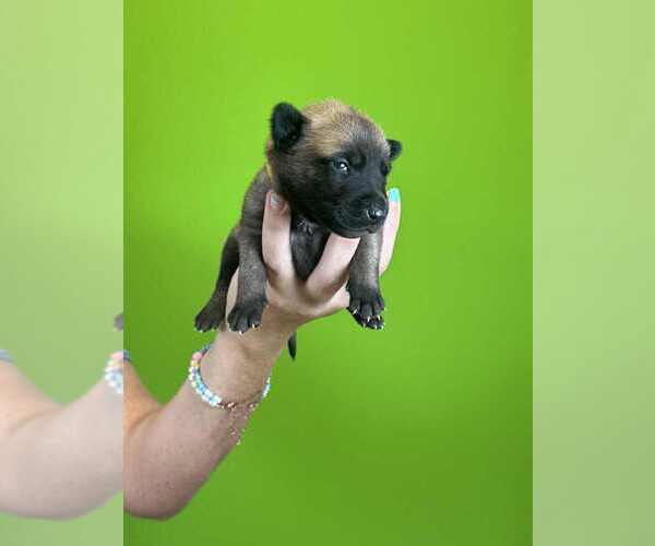 Medium Photo #1 Belgian Malinois Puppy For Sale in S CHARLESTON, WV, USA