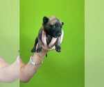 Puppy Nova Belgian Malinois