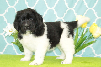 Newfoundland Puppy for sale in KENSINGTON, OH, USA