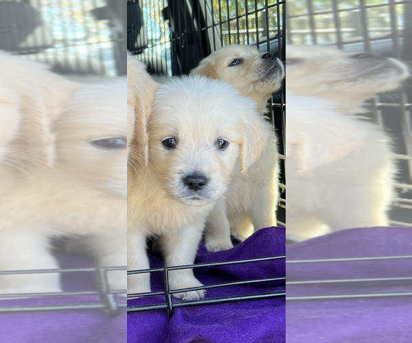 Medium Photo #19 Golden Retriever Puppy For Sale in MERCED, CA, USA
