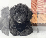 Small Photo #4 Poodle (Miniature) Puppy For Sale in MEMPHIS, MO, USA