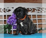 Small Photo #3 Boerboel Puppy For Sale in NOTTINGHAM, PA, USA