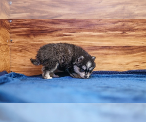 Medium Photo #6 Pomsky Puppy For Sale in DEER GROVE, IL, USA