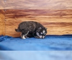 Small #5 Pomsky