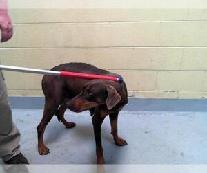 Medium Doberman Pinscher