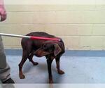 Small Doberman Pinscher