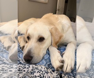 Labrador Retriever Dogs for adoption in Sandy, UT, USA
