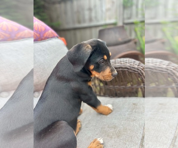 Medium Photo #3 Labrottie Puppy For Sale in Kannapolis, NC, USA