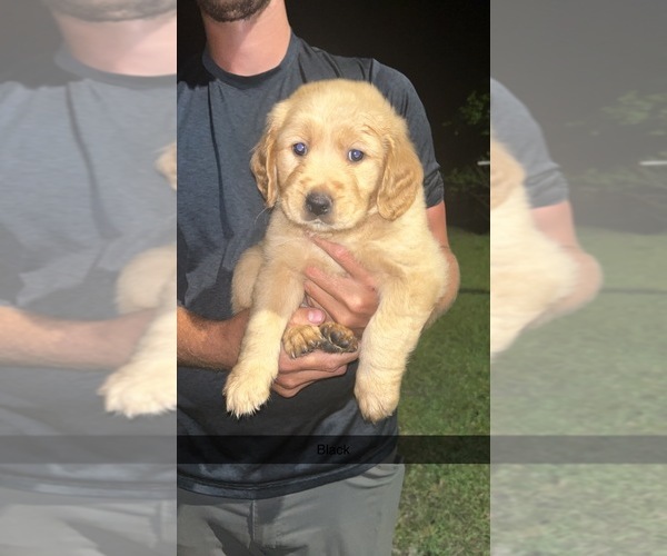 Medium Photo #10 Golden Retriever Puppy For Sale in HAMPTON, FL, USA