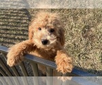 Small Photo #71 Poodle (Toy) Puppy For Sale in WARSAW, IN, USA