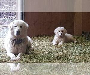 Father of the Great Pyrenees-Maremma Sheepdog Mix puppies born on 03/02/2022
