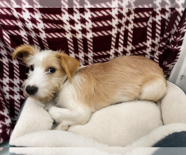 Medium Photo #3 Mutt Puppy For Sale in Pacolet, SC, USA