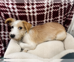Small #2 Mutt