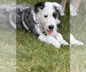 Border Collie-Unknown Mix Dogs for adoption in Polson, MT, USA