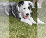 Small Border Collie Mix