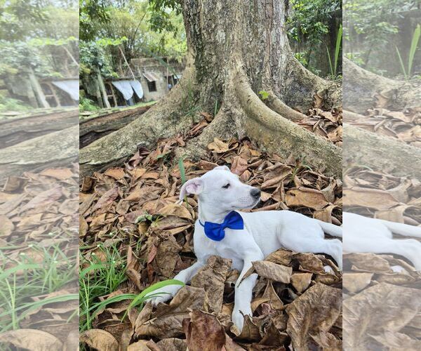 Medium Photo #2 Jack Russell Terrier-Labrador Retriever Mix Puppy For Sale in NYC, NY, USA