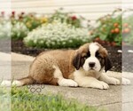 Small #3 Saint Bernard