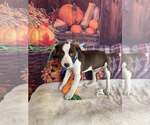Small #11 American Pit Bull Terrier Mix