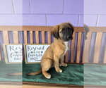 Small #1 Golden Retriever Mix