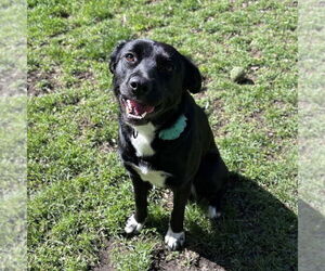 Labrador Retriever-Unknown Mix Dogs for adoption in Boston, MA, USA