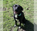 Small Labrador Retriever Mix