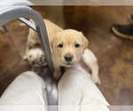 Small #4 Labrador Retriever