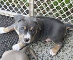 Puppy Beauty American Bully