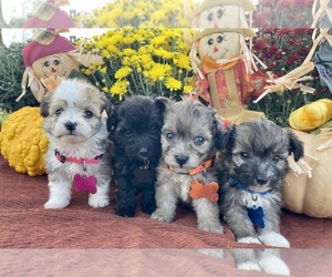 Aussiedoodle Miniature  Puppy for sale in BLOOMFIELD, MO, USA