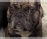 Small #4 French Bulldog