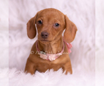Small Photo #49 Dachshund Puppy For Sale in WARSAW, IN, USA