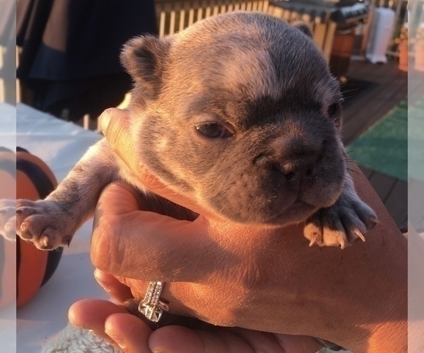 Medium Photo #31 French Bulldog Puppy For Sale in PLACERVILLE, CA, USA