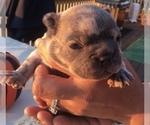 Small Photo #31 French Bulldog Puppy For Sale in PLACERVILLE, CA, USA