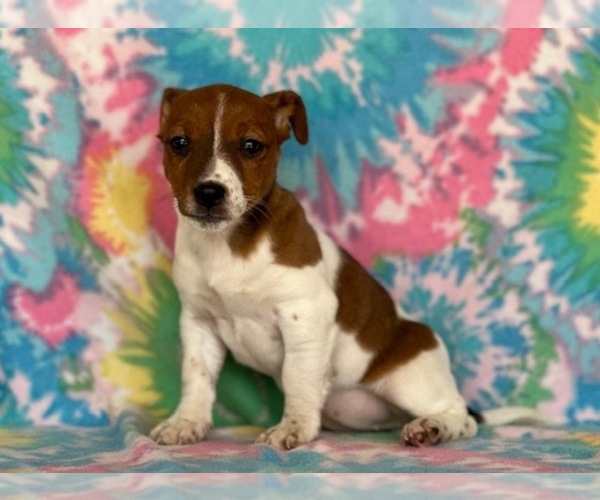 Medium Photo #1 Jack Russell Terrier Puppy For Sale in LANCASTER, PA, USA