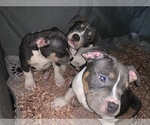Small Photo #14 American Bully Puppy For Sale in ADELPHI, MD, USA