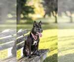 Small #2 German Shepherd Dog Mix