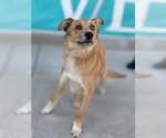 Small Photo #3 Mutt Puppy For Sale in Salinas, CA, USA