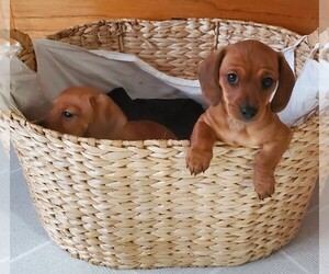 Dachshund Puppy for sale in MEDFORD, OR, USA