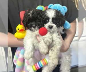 ShihPoo Puppy for sale in VIRGINIA BEACH, VA, USA