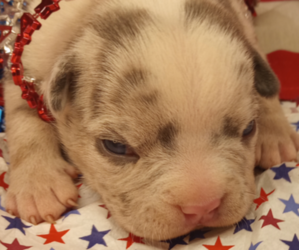 American Bully Puppy for sale in RICHMOND, IN, USA
