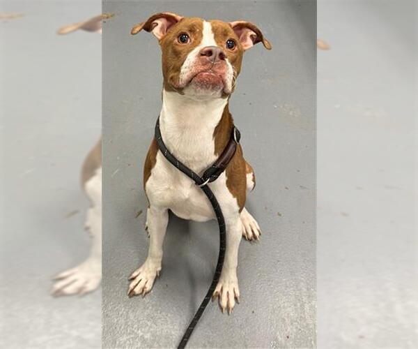 Medium Photo #1 Boxer Puppy For Sale in Peoria, IL, USA