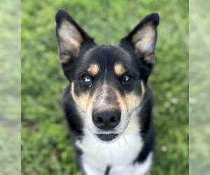 Luca - Male Siberian Husky-Unknown Mix Dog for Adoption - Photo #2