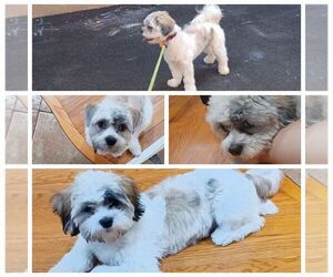 Zuchon Puppy for sale in FAR ROCKAWAY, NY, USA