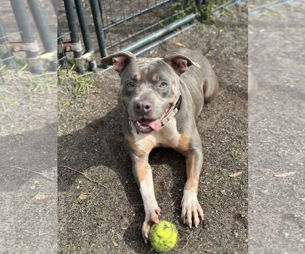 Medium Photo #2 American Pit Bull Terrier Puppy For Sale in Hillsboro, NH, USA