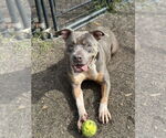 Small #1 American Pit Bull Terrier