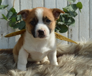 Boston Terrier-Jack Russell Terrier Mix Puppy for sale in HONEY BROOK, PA, USA