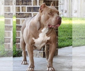 Mother of the American Bully puppies born on 01/26/2022