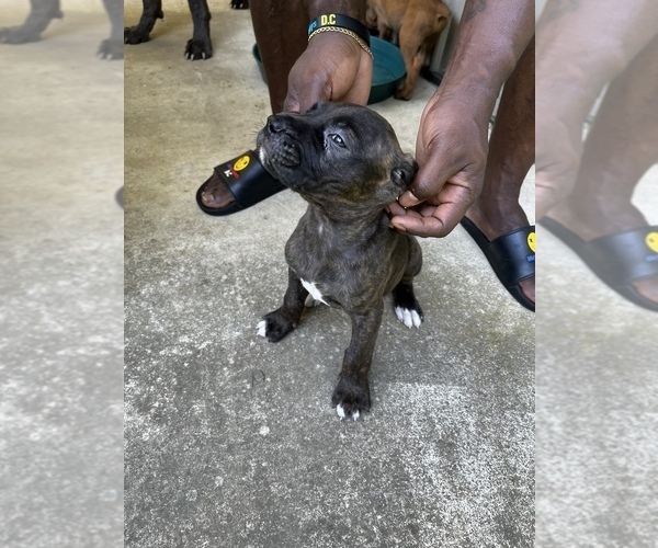 Medium Photo #5 Cane Corso Puppy For Sale in UPPER MARLBORO, MD, USA