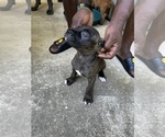 Small Photo #5 Cane Corso Puppy For Sale in UPPER MARLBORO, MD, USA